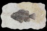 Cockerellites (Priscacara) Fossil Fish - Hanger Installed #92673-1